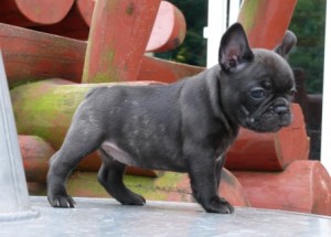 Purebred AKC French Bulldog Puppies Available