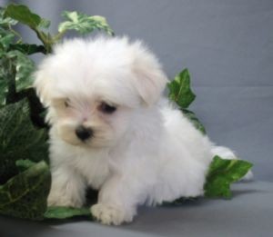 Two Maltese Puppies Available