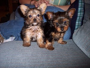 Two Beautiful Teacup Yorkie Puppies