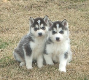 1 Male and 1 Female Siberian Husky Pups
