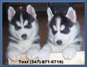 2 gorgeous Siberian Husky puppies