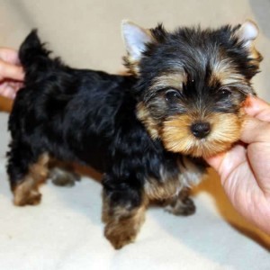 Teacup Yorkie Puppies For Adoption