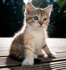 Bengal Kitten for Sale