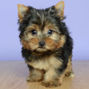 ~Teacup Yorkie Puppies Available~