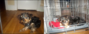 Yorkie Puppies Looking for Homes - $350