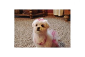 Cute Maltese Puppies for Sale