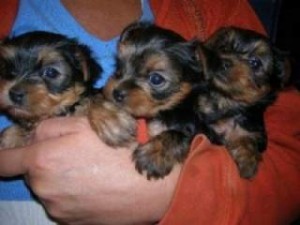 **  Xmas Yorkie Puppies for Free Adoption **