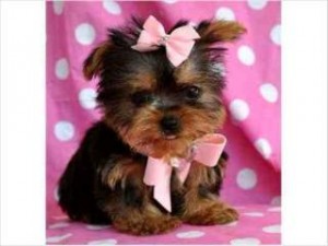 Teacup Yorkie for You