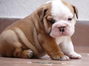 Male and Female English Bulldog Puppies for Adoption
