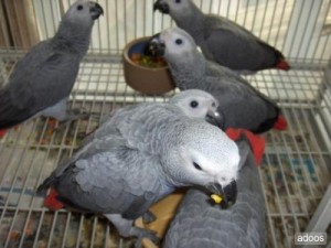 Male and Female African Grey Parrots
