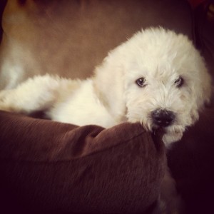 Labradoodle puppies F-2