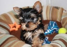Male and Female Teacup Yorkie Puppies