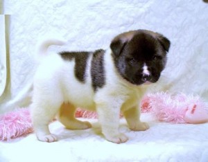 Akita Pup Available Now
