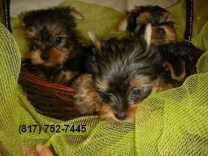 Yorkie Puppies available now!