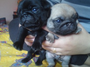 Pug Puppies for Free