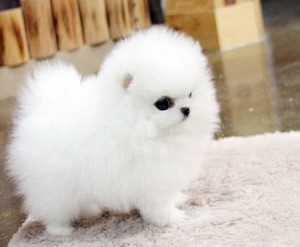 Two Pom Puppies Available