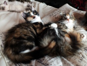 2 Lovely Female Kittens Looking For Home Together