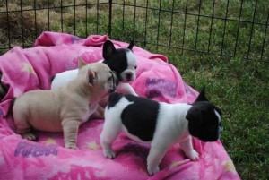 French Bulldog Puppies For Adoption