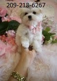 Maltese Puppies For Re-homing