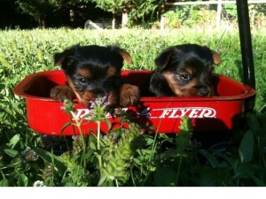 AKC Registered Yorkie Puppies