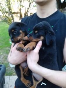 Two Cute Rottweiler Puppies for Sale
