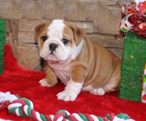 Male and Female Registered English Bulldog Puppies