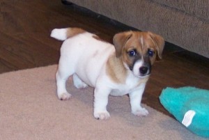 AKC registered Jack Russell Puppies