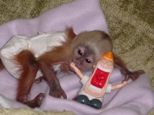 Tamed Female Capuchin Monkey