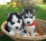 Siberian Husky Puppies With Excellent Pedigree