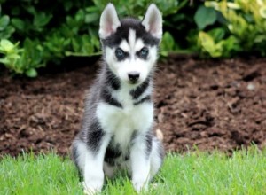 Two Cute Siberian Husky Puppies for Sale