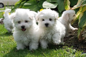 Three Beautiful Maltese Puppies
