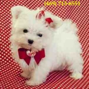 Cute and Healthy Maltese Puppies
