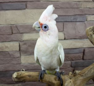 Two Cockatiels for Adoption