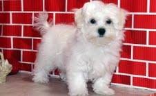 Healthy Teacup Maltese Puppies for Adoption