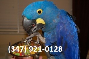 Affectionate Hyacinth Macaw Parrot