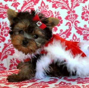 Yorkshire Terrier Female Puppy for Sale