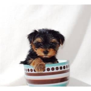 Adorable Male Yorkshire Terrier