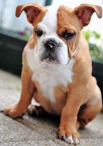 Cute English Bulldog Puppy Boogie