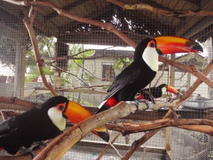 Parrots and Fresh laid Fertile Parrot Eggs