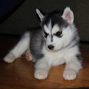 Siberian Husky Puppy - 2 Months Old