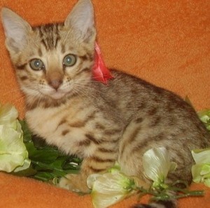Bengal Kitten For Sale
