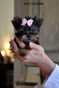 Tiny Teacup Yorkie puppy!
