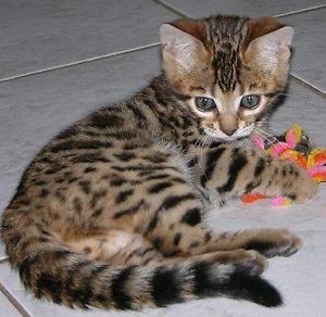 Bengal Kitten Available for Sale