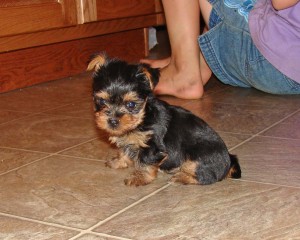 Two Stunning Yorkie Puppies for Adoption
