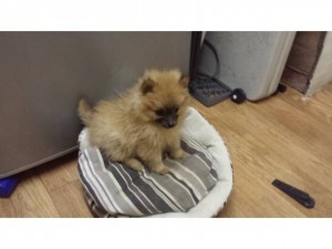 Pomeranian Female Puppy for Adoption