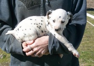 Dalmatian Puppies for Adoption