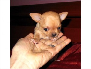 Adorable Tiny Chihuahua Puppies