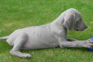 Beautiful New Litter of Purebred Weimaraners Puppies for Sale