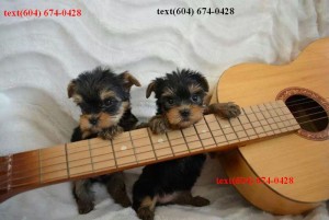 Two Male Yorkies for Sale!