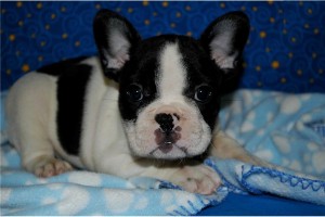Healthy and Cute French Bulldogs for Adoption